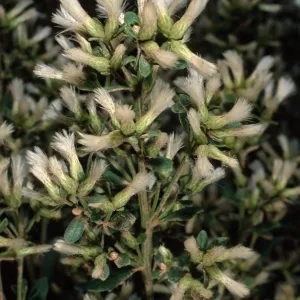 Baccharis pilularis, female, Middle Canyon, SCa