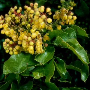Berberis pinnata, Catway Rd., Figueroa Mtn.