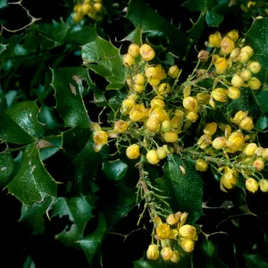 Berberis pinnata, Catway Rd., Figueroa Mtn.