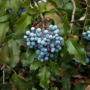 Berberis pinnata ssp. pinnata, SBBG