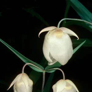 Calochortus albus, Paradise Rd.