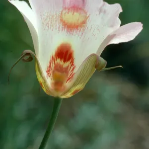Calochortus venustus, Paradise Rd. by Snyder Trail