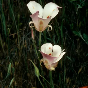 Calochortus venustus, Paradise Rd. by Snyder Trail
