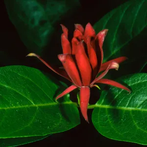 Calycanthus occidentalis, SBBG