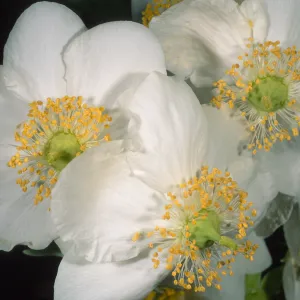 Carpinteria californica, SBBG