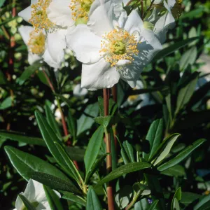 Carpinteria californica, SBBG