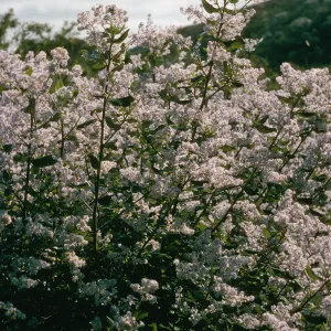 Ceanothus arboreus, Canon de la Portsuela, Santa Cruz Isl.