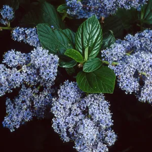 Ceanothus arboreus, SBBG