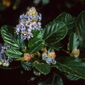 Ceanothus maritimus, SBBG