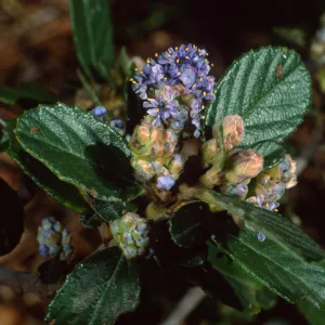 Ceanothus maritimus, SBBG