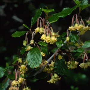 Cercocarpus betuloides, SBBG meadow border