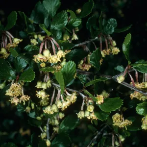 Cercocarpus betuloides, SBBG