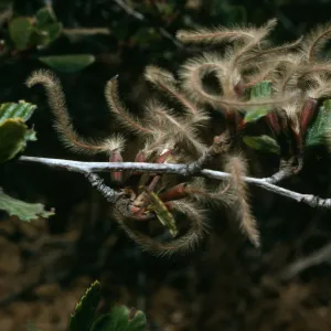 Cercocarpus betuloides, Tunnel Trail