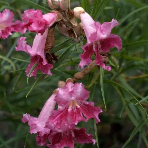Chilopsis linearis, SBBG desert section
