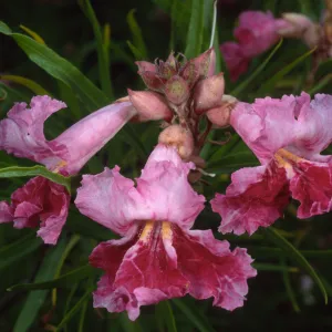 Chilopsis linearis, SBBG desert section