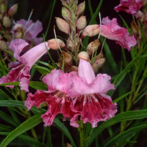 Chilopsis linearis, SBBG desert section