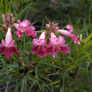 Chilopsis linearis, SBBG desert section
