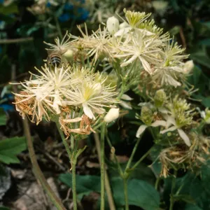 Clematis ligustifolia, Willows Beach, S. Cruz Isl.