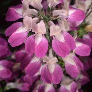 Collinsia heterophylla, SBBG