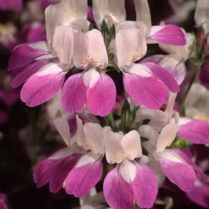 Collinsia heterophylla, SBBG