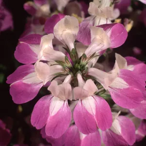 Collinsia heterophylla, Refugio Pass