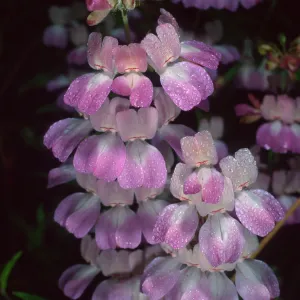 Collinsia heterophylla, Refugio Pass