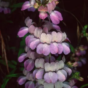 Collinsia heterophylla, Refugio Pass