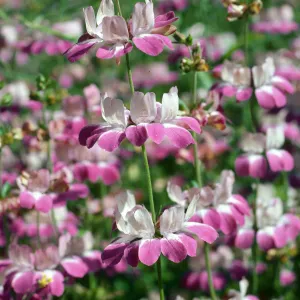 Collinsia heterophylla, Charmlee Co. Park, S. Monica Mtns.