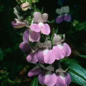 Collinsia heterophylla, SBBG
