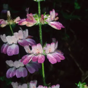Collinsia heterophylla, Refugio Pass