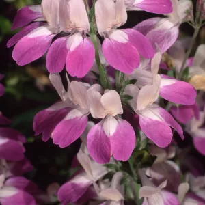 Collinsia heterophylla, SBBG