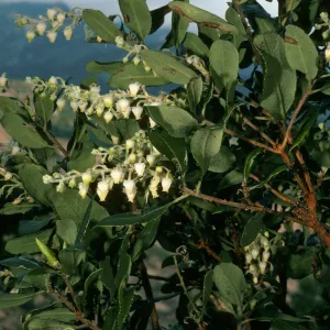 Comarostaphylos, road to Toro Canyon Park