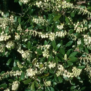 Comarostaphylos, east of Pelican Bay