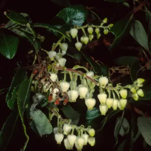 Comarostaphylos, Wrigley Garden, S. Catalina Isl.