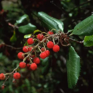 Comarostaphylos, SBBG Arroyo