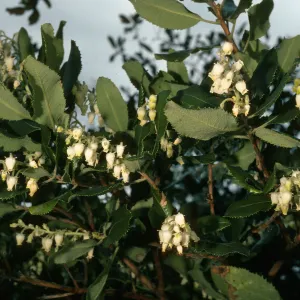Comarostaphylos, road to Toro Cyn. Park