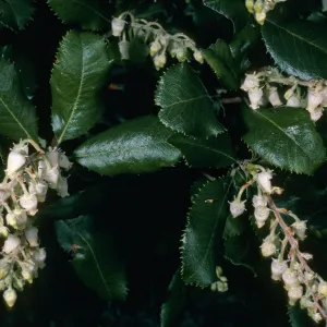 Comarostaphylos diversifolia, road to Toro Cyn. Park