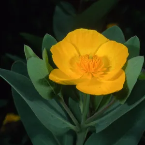 Dendromecon harfordii, SBBG Island section
