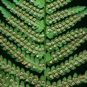 Dryopteris arguta, W. Camino Cielo
