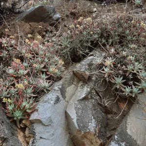 Dudleya virens hassei, Goat Harbor , Catalina Isl.
