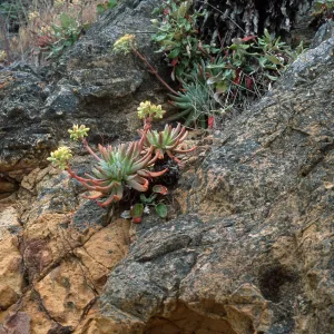 Dudleya virens hassei, Goat Harbor , Catalina Isl.
