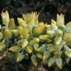 Dudleya candelabrum, road to Fraser Point, S. Cruz Isl.