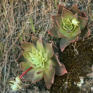 Dudleya candelabrum , north side Las Torres, S. Cruz Isl.