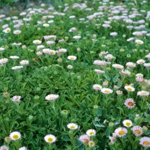 Erigeron glaucus, Harris Pt. area, San Miguel Isl.