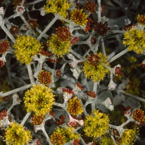 Eriogonum crocatum, SBBG
