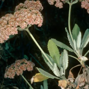 Eriogonum giganteum ssp. formosum, Nots Pier, S. Clemente Isl.