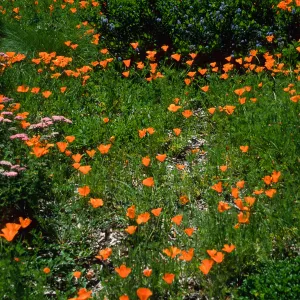 Eschscholzia (California Poppy) , Achillea (Yarrow), SBBG ground cover display