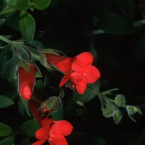 Gambelia speciosa, SBBG front entrance