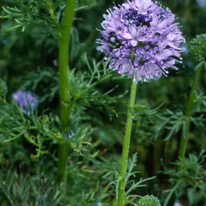 Gilia capitata, SBBG