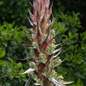 Yucca whipplei, near Broadcast Peak